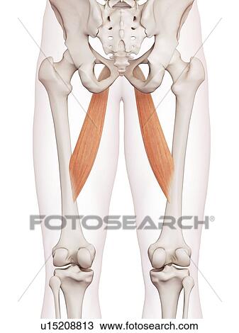 Stock Image - Human leg muscles. Fotosearch