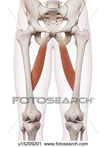 Human leg muscles View Large Photo Image Stock Image - Human leg muscles. Fotosearch
