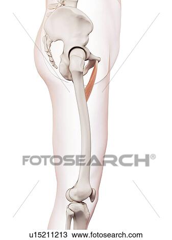 Stock Image - Human leg muscles. Fotosearch