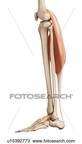 Human leg muscles View Large Photo Image Stock Image - Human leg muscles. Fotosearch