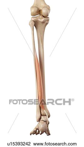 Stock Image - Human leg muscles. Fotosearch