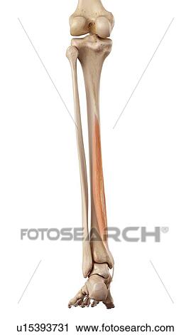 Human leg muscles View Large Photo Image Stock Image - Human leg muscles. Fotosearch