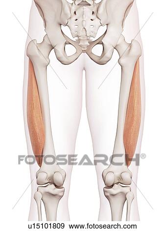 Human leg muscles View Large Photo Image Stock Photo - Human leg muscles. Fotosearch