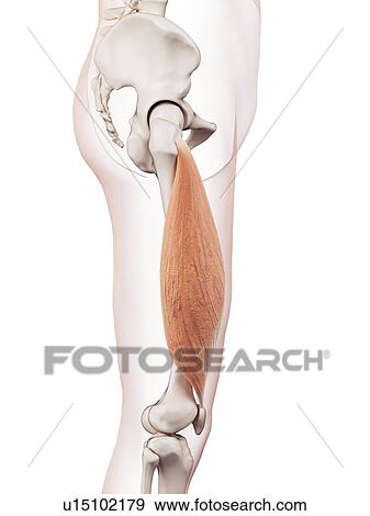 Stock Photo - Human leg muscles. Fotosearch