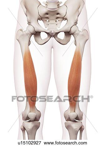 Stock Photo - Human leg muscles. Fotosearch
