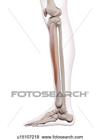 Human leg muscles View Large Photo Image Stock Photo - Human leg muscles. Fotosearch