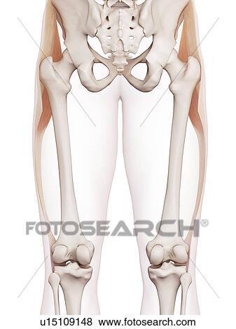 Human leg muscles View Large Photo Image Stock Photo - Human leg muscles. Fotosearch