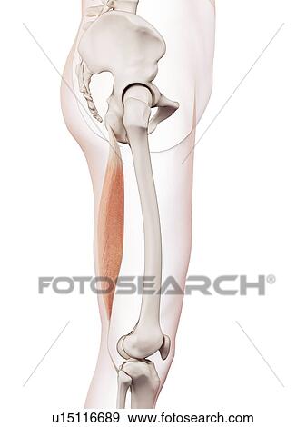 Human leg muscles View Large Photo Image Stock Photo - Human leg muscles. Fotosearch