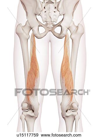 Stock Photo - Human leg muscles. Fotosearch