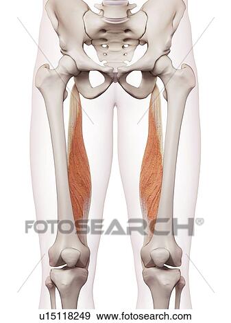 Stock Photo - Human leg muscles. Fotosearch