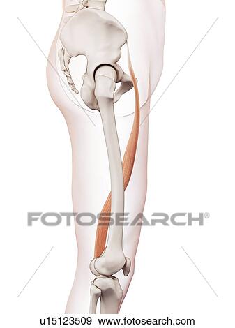 Stock Photo - Human leg muscles. Fotosearch