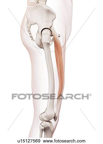 Stock Photo - Human leg muscles. Fotosearch