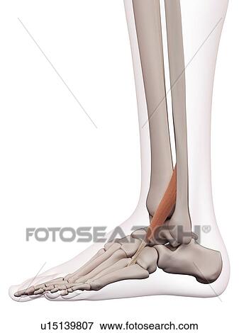 Stock Photo - Human leg muscles. Fotosearch