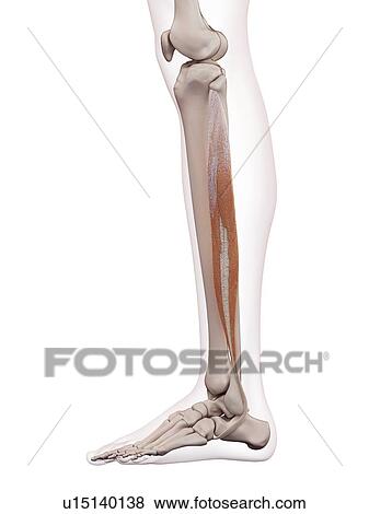 Stock Photo - Human leg muscles. Fotosearch