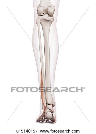 Human leg muscles View Large Photo Image Stock Photo - Human leg muscles. Fotosearch