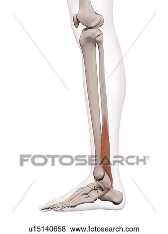 Human leg muscles View Large Photo Image Stock Photo - Human leg muscles. Fotosearch