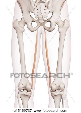 Human leg muscles View Large Photo Image Stock Photo - Human leg muscles. Fotosearch