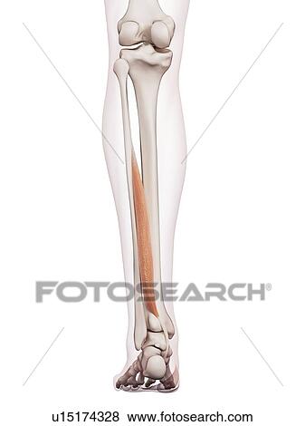Human leg muscles View Large Photo Image Stock Photo - Human leg muscles. Fotosearch