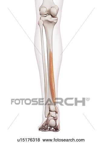 Human leg muscles View Large Photo Image Stock Photo - Human leg muscles. Fotosearch
