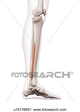 Human leg muscles View Large Photo Image Stock Photo - Human leg muscles. Fotosearch