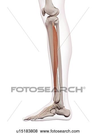 Human leg muscles View Large Photo Image Stock Photo - Human leg muscles. Fotosearch