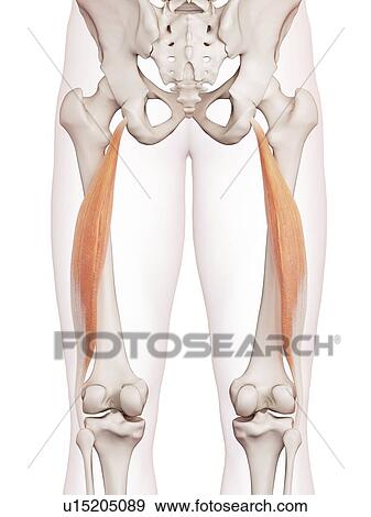 Stock Photo - Human leg muscles. Fotosearch