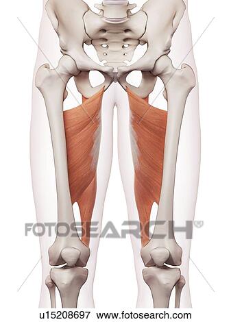 Stock Photo - Human leg muscles. Fotosearch