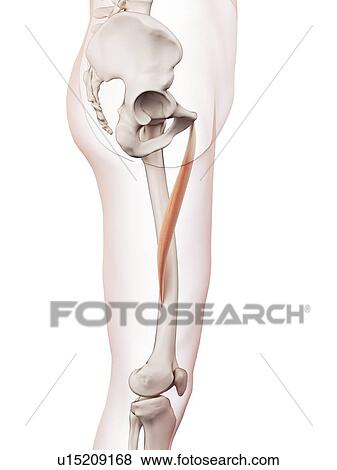Human leg muscles View Large Photo Image Stock Photo - Human leg muscles. Fotosearch