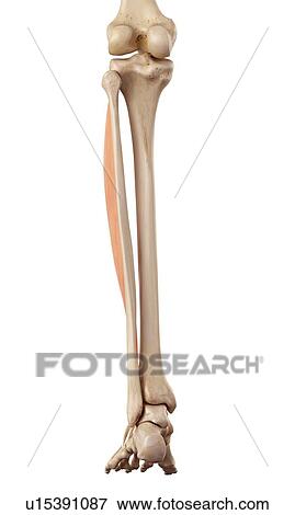 Stock Photo - Human leg muscles. Fotosearch
