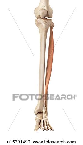 Human leg muscles View Large Photo Image Stock Photo - Human leg muscles. Fotosearch