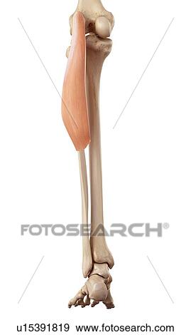 Human leg muscles View Large Photo Image Stock Photo - Human leg muscles. Fotosearch