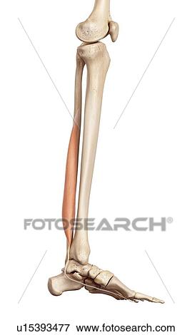 Human leg muscles View Large Photo Image Stock Photo - Human leg muscles. Fotosearch