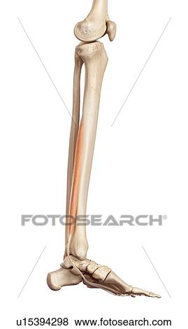 Human leg muscles View Large Photo Image Stock Photo - Human leg muscles. Fotosearch