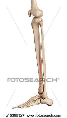 Human leg muscles View Large Photo Image Stock Photo - Human leg muscles. Fotosearch