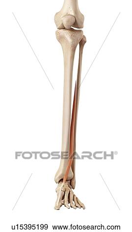 Stock Photo - Human leg muscles. Fotosearch