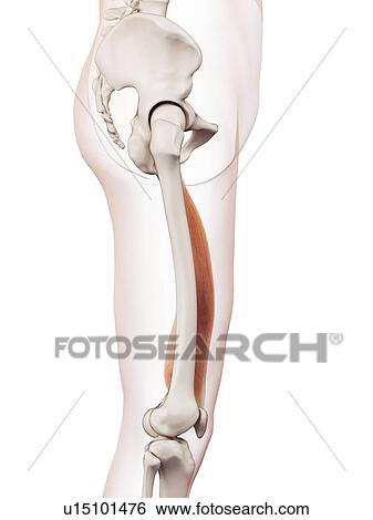 Human leg muscles View Large Photo Image Stock Photograph - Human leg muscles. Fotosearch
