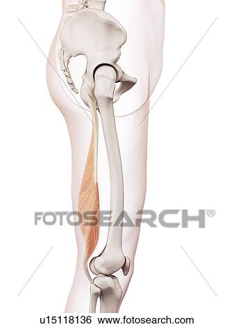 Human leg muscles View Large Photo Image Stock Photograph - Human leg muscles. Fotosearch