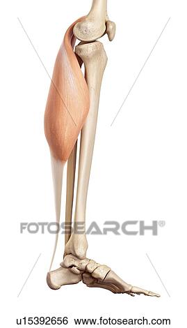 Human leg muscles View Large Photo Image Stock Photograph - Human leg muscles. Fotosearch