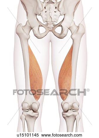 Stock Photography - Human leg muscles. Fotosearch