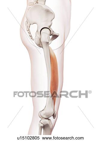 Stock Photography - Human leg muscles. Fotosearch