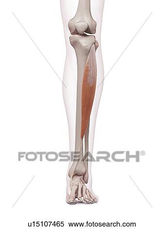 Human leg muscles View Large Photo Image Stock Photography - Human leg muscles. Fotosearch
