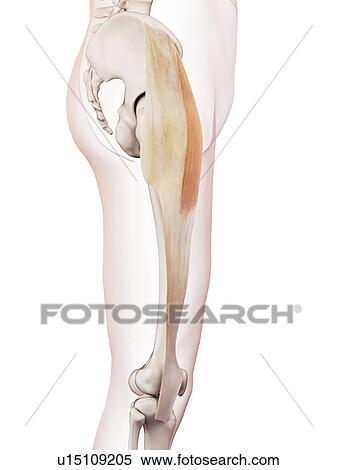 Human leg muscles View Large Photo Image Stock Photography - Human leg muscles. Fotosearch