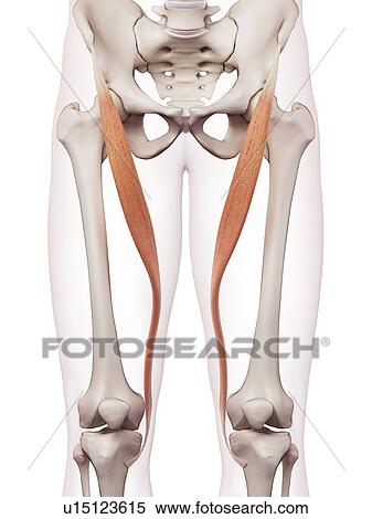 Stock Photography - Human leg muscles. Fotosearch