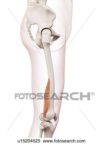 Human leg muscles View Large Photo Image Stock Photography - Human leg muscles. Fotosearch