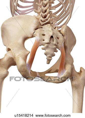 Human ligament View Large Photo Image Picture - Human ligament. Fotosearch