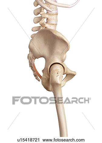 Stock Image - Human ligament. Fotosearch