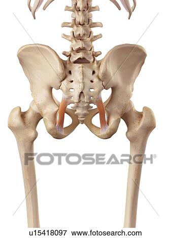 Stock Photo - Human ligament. Fotosearch