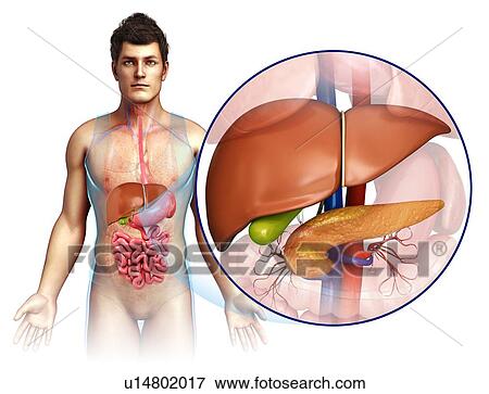 Stock Photo - Human liver, illustration. Fotosearch