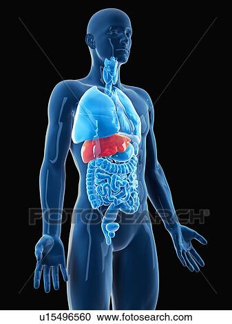 Stock Image - Human liver. Fotosearch
