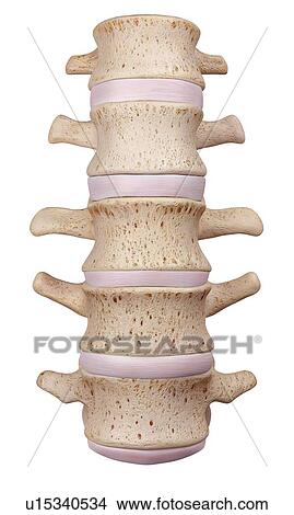 Picture - Human lumbar spine. Fotosearch